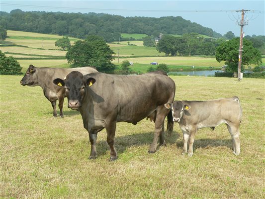 Goose Green Farm Bazadaise Herd